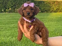 Red Poodle 🐩 ♥️ 😍 , a female Poodle - Toy  and Poodle - Miniature  for sale in Seattle, WA – 1 of 1