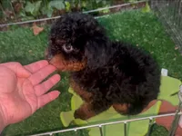 Mini Poodle , a male Poodle - Miniature  for sale in Seattle, WA – 1 of 1