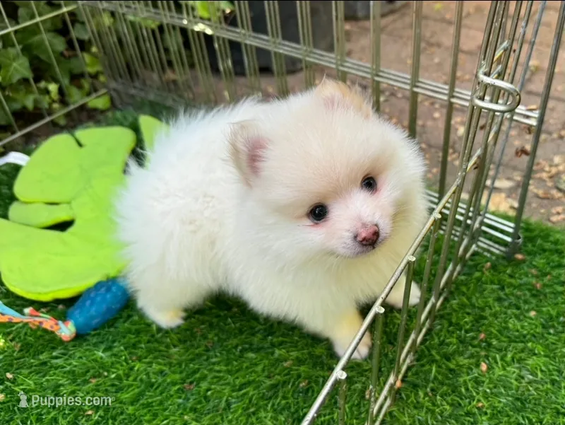 Teddy Bear Pomeranian  – Pomeranian puppy for sale in Seattle, WA