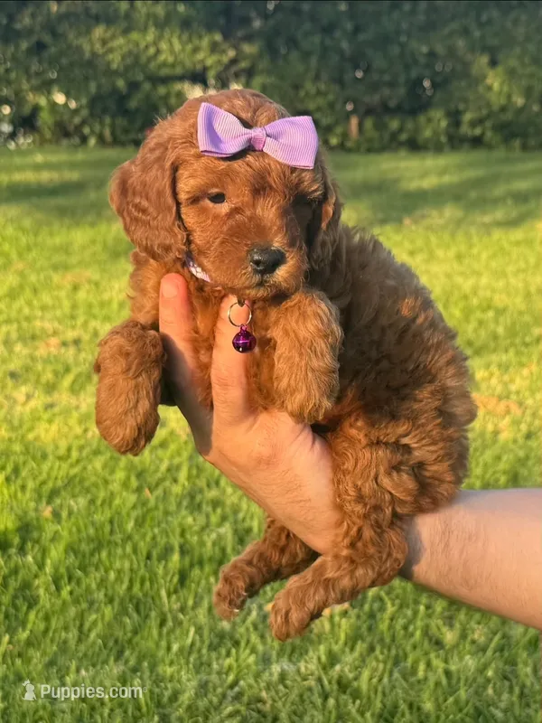 Mini/Toy Poodle  – Poodle - Toy , Poodle - Miniature  puppy for sale in Seattle, WA