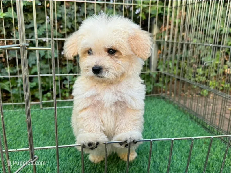 Tiny Maltipoo Cutie 💓  – Maltipoo, Maltese puppy for sale in Seattle, WA