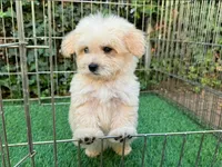 Tiny Maltipoo Cutie 💓 , a male Maltipoo and Maltese for sale in Seattle, WA – 1 of 2