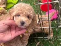 Female APRICOT Maltipoo 💕, a female Maltipoo and Poodle - Toy  for sale in Seattle, WA – 1 of 2