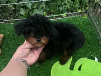 Purebred Poodle, a male Poodle - Miniature  for sale in Seattle, WA – 1 of 1