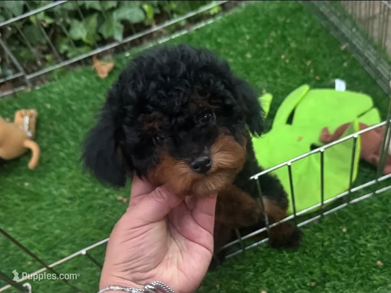 Hypoallergenic Puppy – Poodle - Miniature  puppy for sale in Seattle, WA