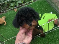 Hypoallergenic Puppy, a male Poodle - Miniature  for sale in Seattle, WA – 1 of 1