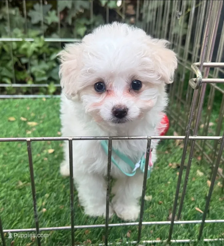 Maltese Poodle Puppy – Maltipoo, Maltese puppy for sale in Seattle, WA