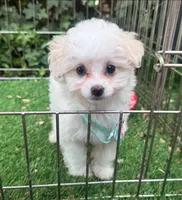 Maltese Poodle Puppy, a female Maltipoo and Maltese for sale in Seattle, WA – 1 of 2