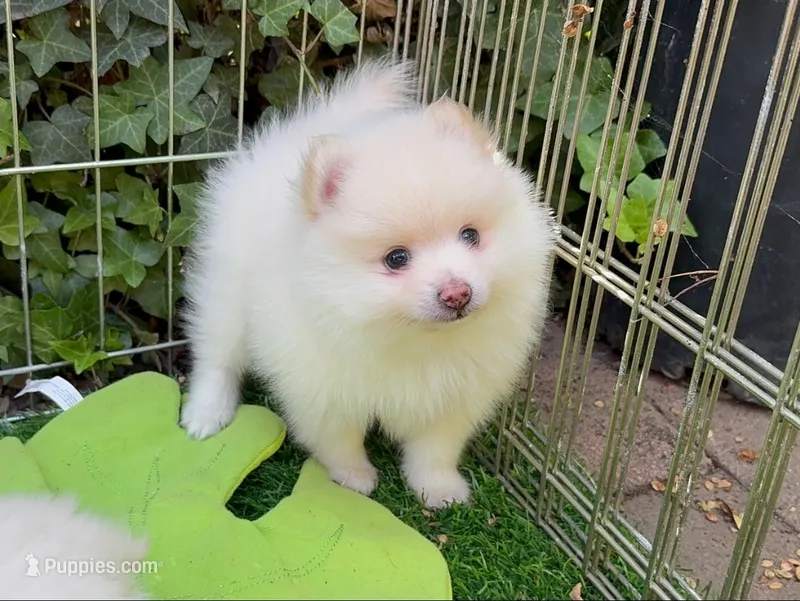 OLAF – Pomeranian puppy for sale in Seattle, WA