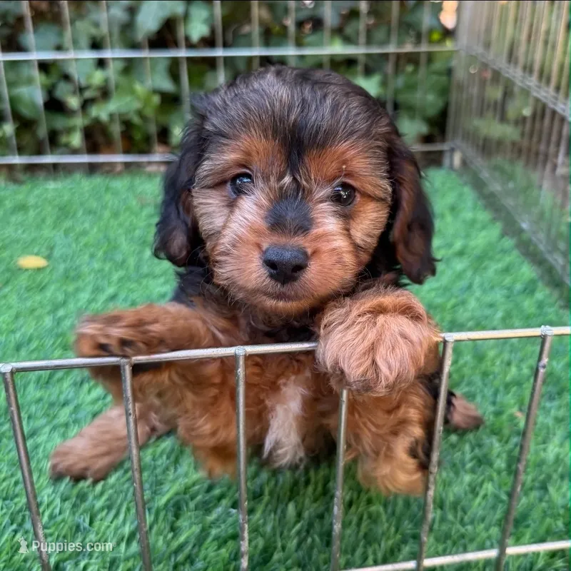 ❤️ Sweet Little Yorkipoo ❤️ – Yorkipoo, Mal Shi puppy for sale in Seattle, WA
