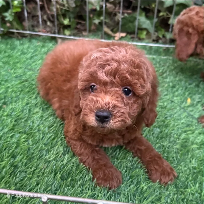 TeddyBear Face Poodle  – Poodle - Toy , Poodle - Miniature  puppy for sale in Seattle, WA