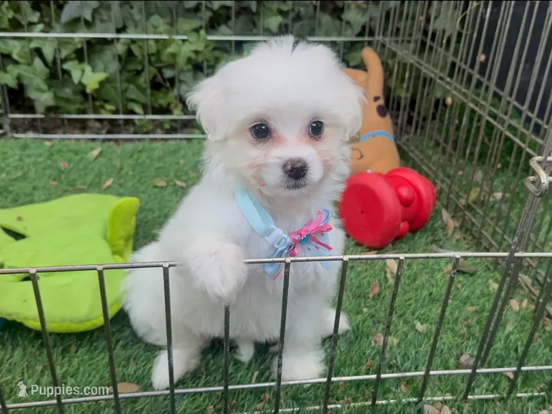 DOVE 🤍🕊  – Maltipoo, Maltese puppy for sale in Seattle, WA