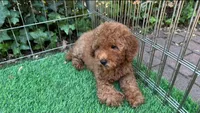Teddy Face Goldendoodle, a male Goldendoodle and Miniature Goldendoodle for sale in Seattle, WA – 1 of 2