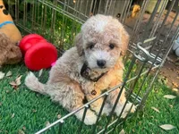 TeddyBear Face Puppy 🧸, a male Maltipoo and Poodle - Toy  for sale in Seattle, WA – 1 of 2