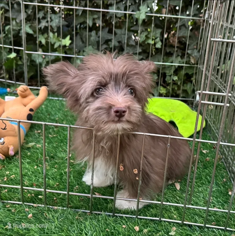 SCOUT  – Doxiepoo, Morkie puppy for sale in Seattle, WA