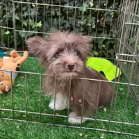 SCOUT , a male Doxiepoo and Morkie for sale in Seattle, WA – 1 of 1