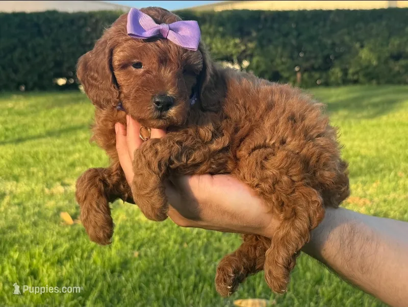 Purebred Poodle Pup 🐶  – Poodle - Toy , Poodle - Miniature  puppy for sale in Seattle, WA