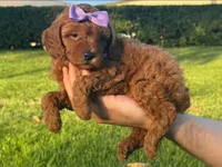 Purebred Poodle Pup 🐶 , a female Poodle - Toy  and Poodle - Miniature  for sale in Seattle, WA – 1 of 1
