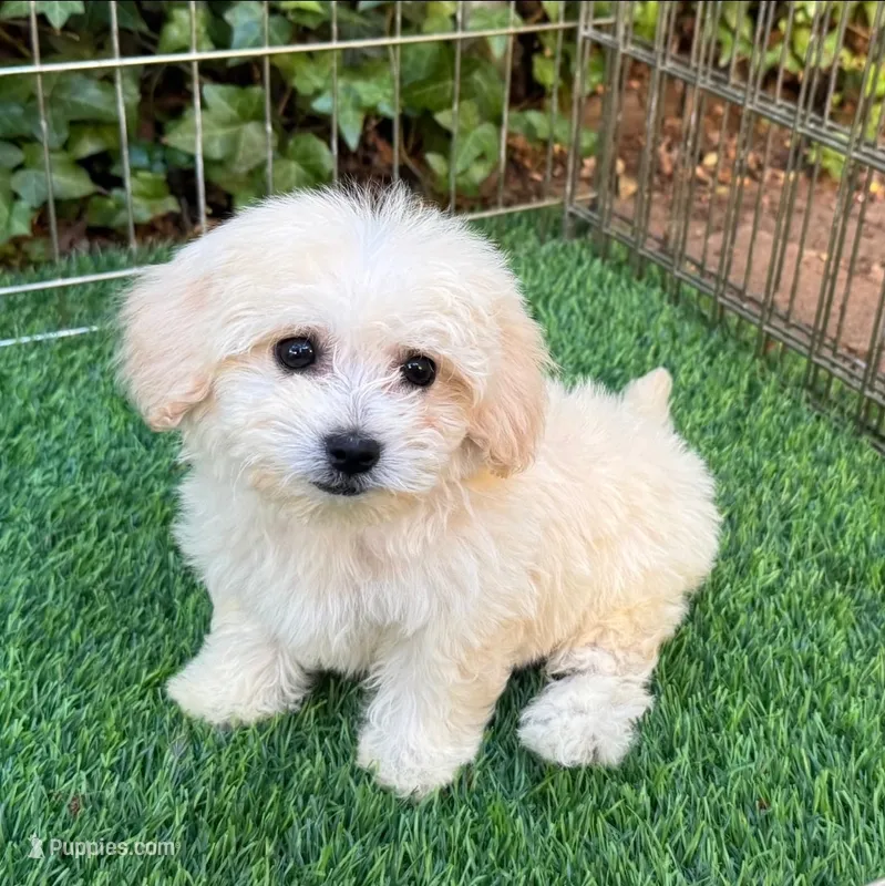 EXTRA Fluffy Maltipoo  – Maltipoo, Maltese puppy for sale in Seattle, WA