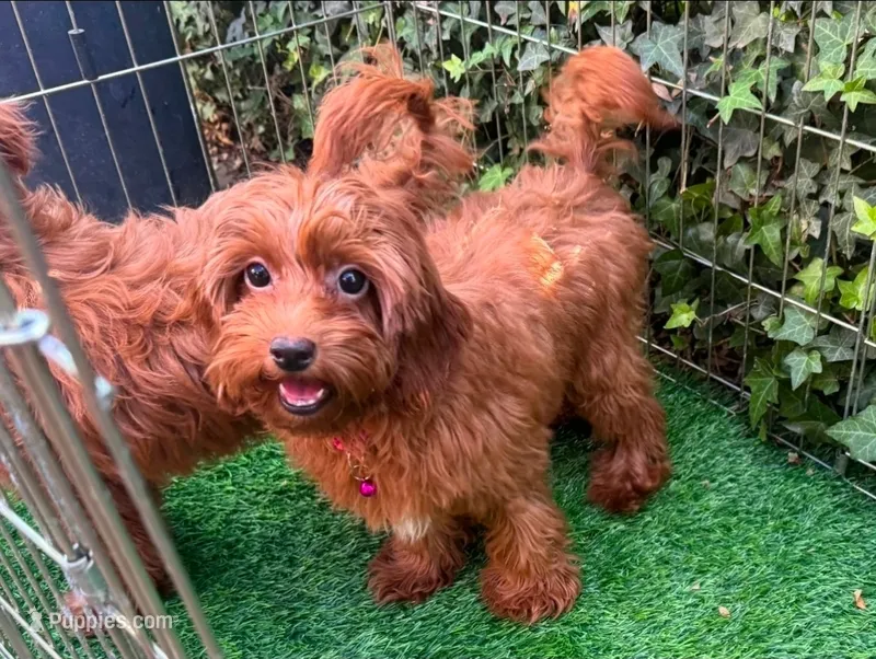 Female Micro Doodle – Poodle - Toy , Miniature Goldendoodle puppy for sale in Seattle, WA