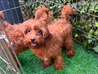 Female Micro Doodle, a female Poodle - Toy  and Miniature Goldendoodle for sale in Seattle, WA – 1 of 1
