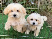 Maltipoo Pup 💙, a male Maltipoo and Maltese for sale in Seattle, WA – 2 of 2
