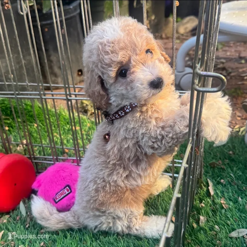 🐾💙 PERFECT Maltipoo Male 💙🐶🐾 – Maltipoo, Poodle - Toy  puppy for sale in Seattle, WA