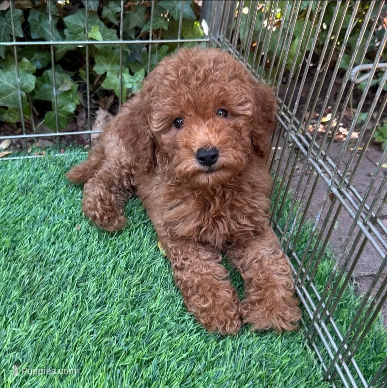 Female Teddy Doodle – Goldendoodle, Miniature Goldendoodle puppy for sale in Seattle, WA