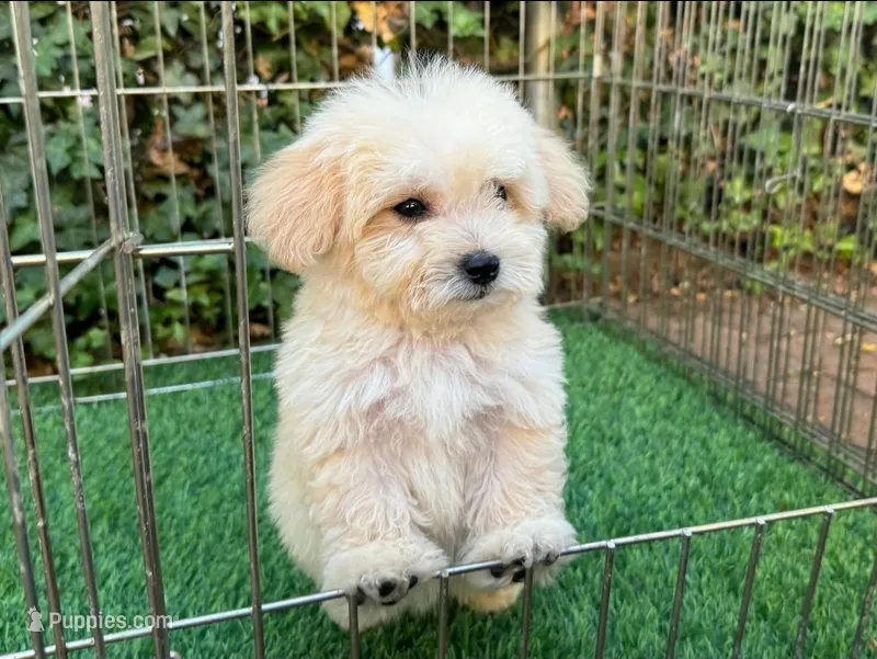 Maltipoo Pup 💙 – Maltipoo, Maltese puppy for sale in Seattle, WA