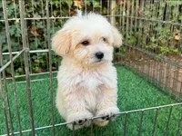 Maltipoo Pup 💙, a male Maltipoo and Maltese for sale in Seattle, WA – 1 of 2