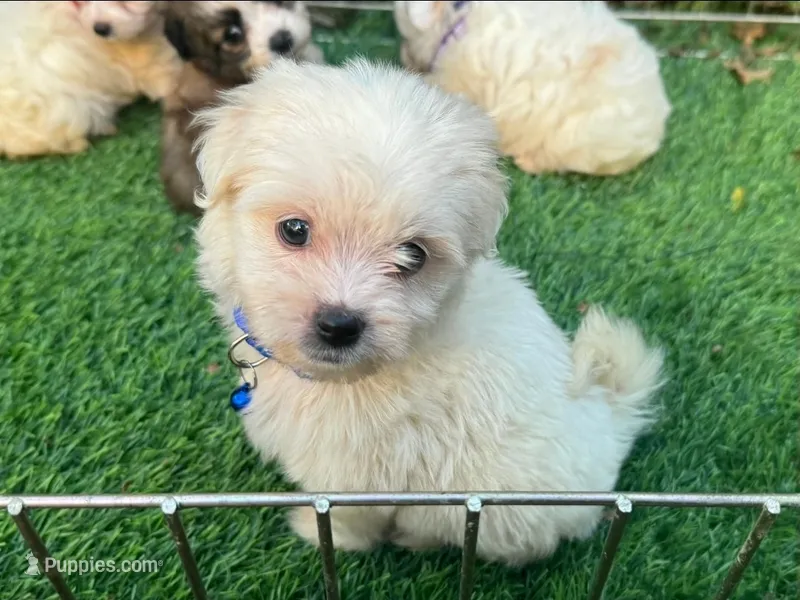 TEACUP Maltipoo  – Maltipoo, Maltese puppy for sale in Seattle, WA