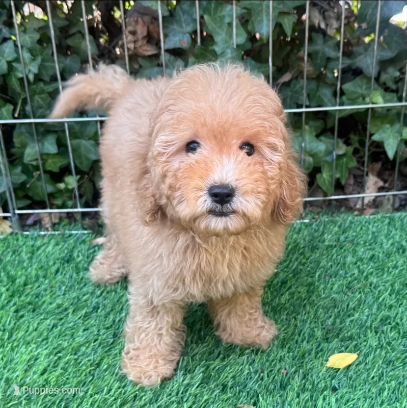 Female Golden Doodle – Goldendoodle, Miniature Goldendoodle puppy for sale in Seattle, WA