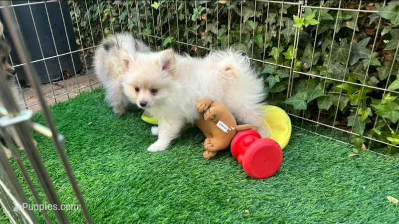 Pomeranian Puppy – Pomeranian puppy for sale in Seattle, WA