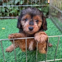 YorkiPoo Puppy, a female Yorkipoo and Mal Shi for sale in Seattle, WA – 2 of 2