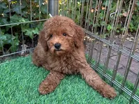 Mini Teddy Goldendoodle 🧸 😍 , a female Goldendoodle and Miniature Goldendoodle for sale in Seattle, WA – 1 of 2