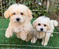 Maltese/Poodle, a male Maltipoo and Maltese for sale in Seattle, WA – 2 of 2