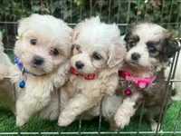 Tiny Maltipoo Puppy 🐶 😍 , a male Maltipoo and Maltese for sale in Seattle, WA – 2 of 2