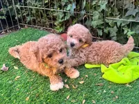 APRICOT Male Malti-poo , a male Maltipoo and Poodle - Toy  for sale in Seattle, WA – 2 of 2