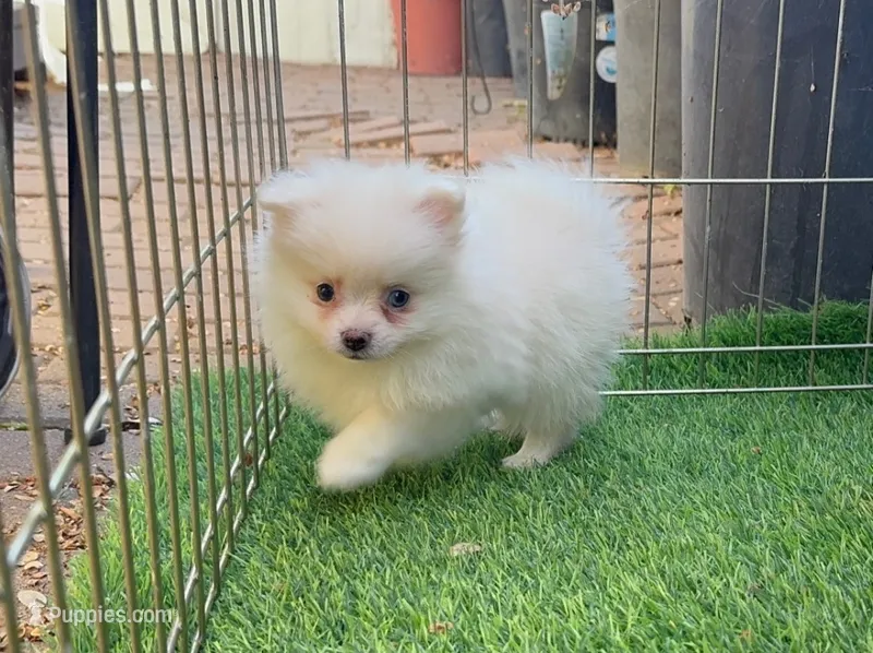 Female Pomeranian  – Pomeranian puppy for sale in Seattle, WA