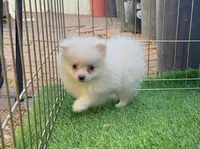 Female Pomeranian , a female Pomeranian for sale in Seattle, WA – 1 of 1