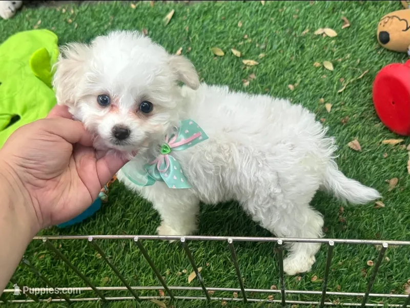  Small Puppy Maltipoo  – Maltipoo, Maltese puppy for sale in Seattle, WA