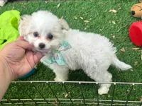  Small Puppy Maltipoo , a female Maltipoo and Maltese for sale in Seattle, WA – 1 of 2