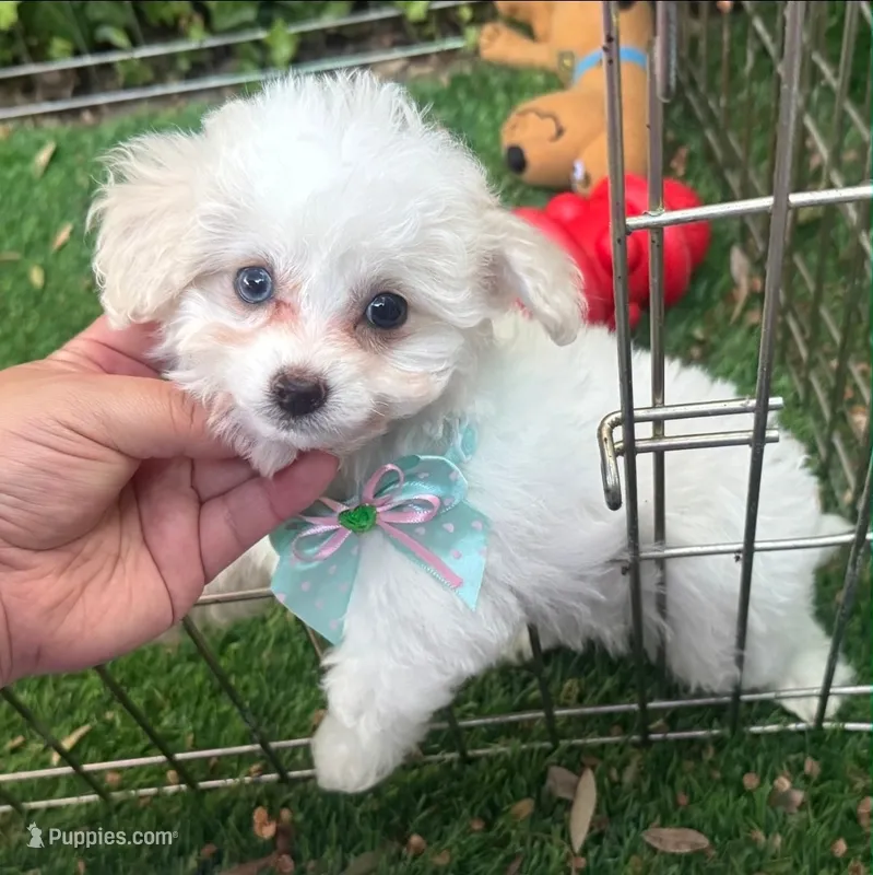  Tiny Female Pup 🐶  – Maltipoo, Maltese puppy for sale in Seattle, WA