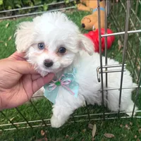  Tiny Female Pup 🐶 , a female Maltipoo and Maltese for sale in Seattle, WA – 1 of 2