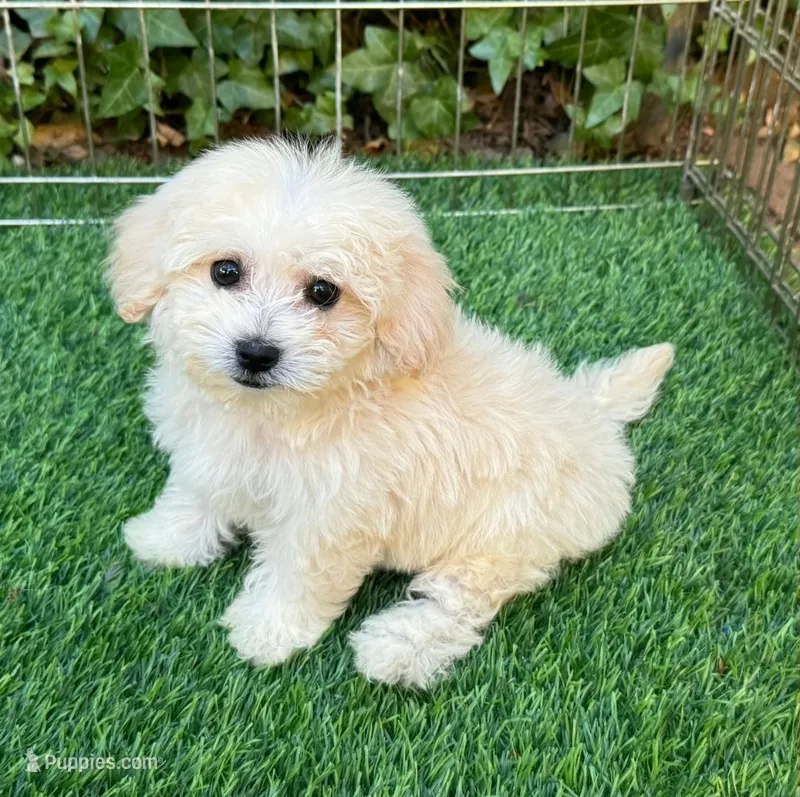 Teacup Malti-Poodle 🐩💙 – Maltipoo, Maltese puppy for sale in Seattle, WA