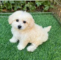 Teacup Malti-Poodle 🐩💙, a male Maltipoo and Maltese for sale in Seattle, WA – 1 of 2