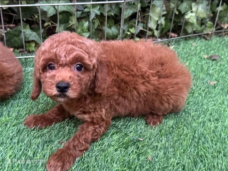 Red Mini Poodle  – Poodle - Toy , Poodle - Miniature  puppy for sale in Seattle, WA
