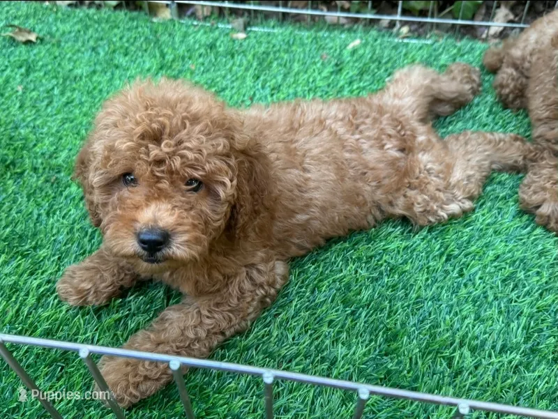 TeddyBear Doodle Pup – Goldendoodle, Miniature Goldendoodle puppy for sale in Seattle, WA
