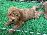 TeddyBear Doodle Pup, a male Goldendoodle and Miniature Goldendoodle for sale in Seattle, WA – 1 of 2