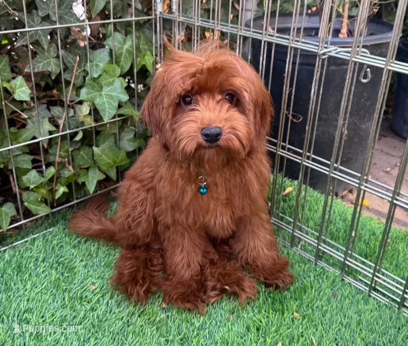 TeddyBear Doodle  – Poodle - Toy , Miniature Goldendoodle puppy for sale in Seattle, WA